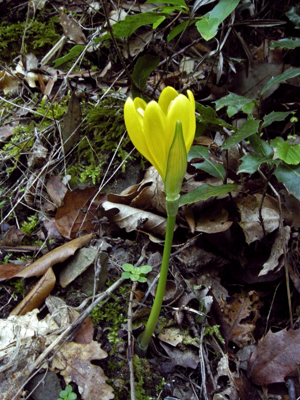 Sternbergia lutea / Zafferanastro giallo